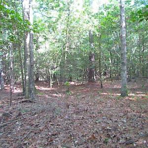 Photo of SOLD!!  17 Acres of Timber and Farm Land in Southampton County VA!