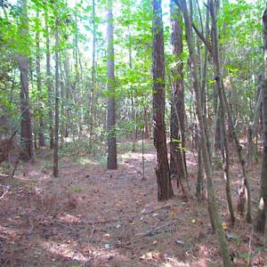 Photo of SOLD!!  17 Acres of Timber and Farm Land in Southampton County VA!