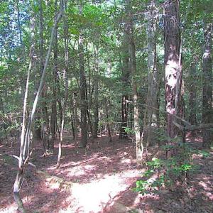 Photo of SOLD!!  17 Acres of Timber and Farm Land in Southampton County VA!