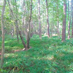 Photo of SOLD!!  17 Acres of Timber and Farm Land in Southampton County VA!