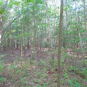 Photo of SOLD!!  17 Acres of Timber and Farm Land in Southampton County VA!