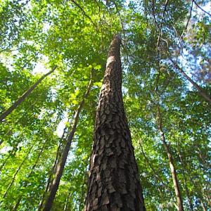 Photo of SOLD!!  17 Acres of Timber and Farm Land in Southampton County VA!