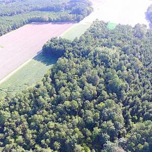 Photo of SOLD!!  17 Acres of Timber and Farm Land in Southampton County VA!