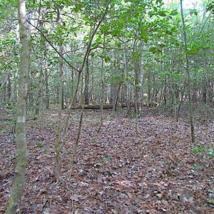 Photo of SOLD!!  17 Acres of Timber and Farm Land in Southampton County VA!