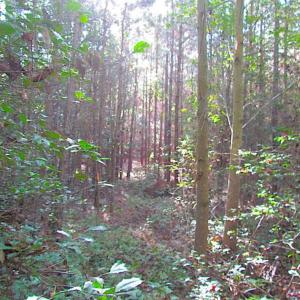 Photo of SOLD!!  17 Acres of Timber and Farm Land in Southampton County VA!