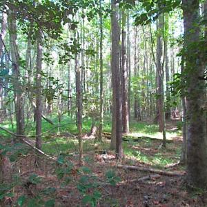 Photo of SOLD!!  17 Acres of Timber and Farm Land in Southampton County VA!