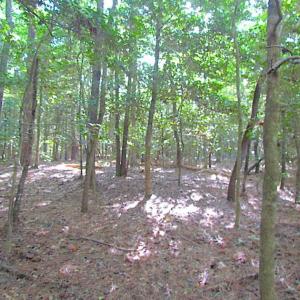 Photo of SOLD!!  17 Acres of Timber and Farm Land in Southampton County VA!