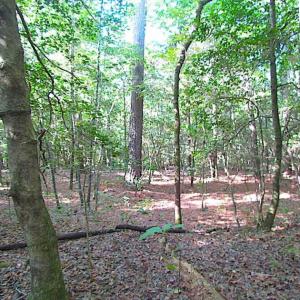 Photo of SOLD!!  17 Acres of Timber and Farm Land in Southampton County VA!