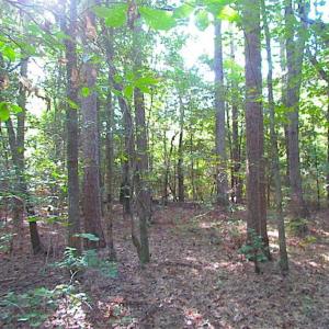 Photo of SOLD!!  17 Acres of Timber and Farm Land in Southampton County VA!