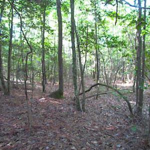 Photo of SOLD!!  17 Acres of Timber and Farm Land in Southampton County VA!