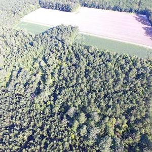 Photo of SOLD!!  17 Acres of Timber and Farm Land in Southampton County VA!