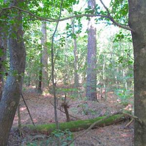 Photo of SOLD!!  17 Acres of Timber and Farm Land in Southampton County VA!