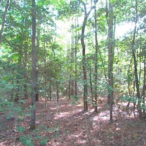 Photo of SOLD!!  17 Acres of Timber and Farm Land in Southampton County VA!