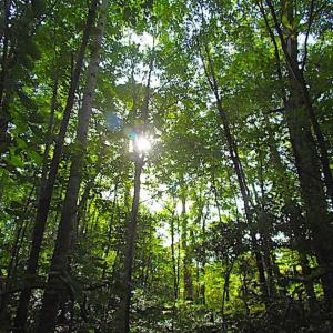 Photo of SOLD!!  17 Acres of Timber and Farm Land in Southampton County VA!