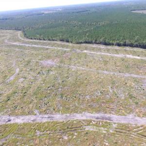 Photo of SOLD!  85 Acres of Timbered Land Where Wildlife Abounds in Suffolk Virginia!