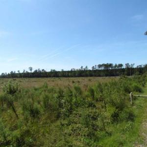 Photo of SOLD!  85 Acres of Timbered Land Where Wildlife Abounds in Suffolk Virginia!