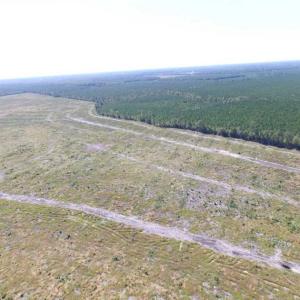 Photo of SOLD!  85 Acres of Timbered Land Where Wildlife Abounds in Suffolk Virginia!