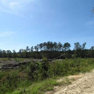 Photo of SOLD!  85 Acres of Timbered Land Where Wildlife Abounds in Suffolk Virginia!
