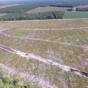 Photo of SOLD!  85 Acres of Timbered Land Where Wildlife Abounds in Suffolk Virginia!