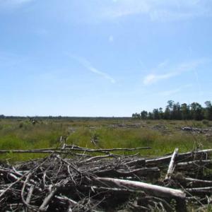 Photo of SOLD!  85 Acres of Timbered Land Where Wildlife Abounds in Suffolk Virginia!