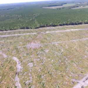 Photo of SOLD!  85 Acres of Timbered Land Where Wildlife Abounds in Suffolk Virginia!