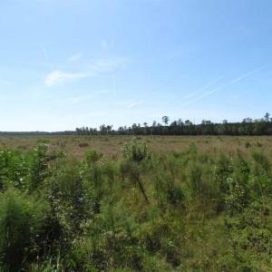 Photo of SOLD!  85 Acres of Timbered Land Where Wildlife Abounds in Suffolk Virginia!