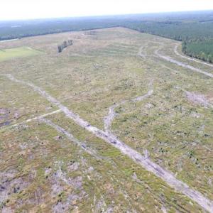 Photo of SOLD!  85 Acres of Timbered Land Where Wildlife Abounds in Suffolk Virginia!