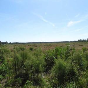 Photo of SOLD!  85 Acres of Timbered Land Where Wildlife Abounds in Suffolk Virginia!