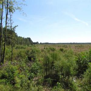 Photo of SOLD!  85 Acres of Timbered Land Where Wildlife Abounds in Suffolk Virginia!