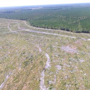 Photo of SOLD!  85 Acres of Timbered Land Where Wildlife Abounds in Suffolk Virginia!