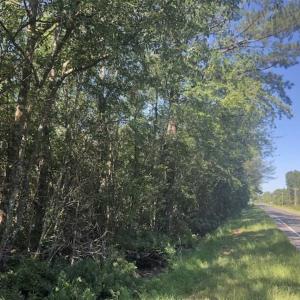 Photo of SOLD!!  112 Acres of Hunting Land For Sale in Cumberland County NC!