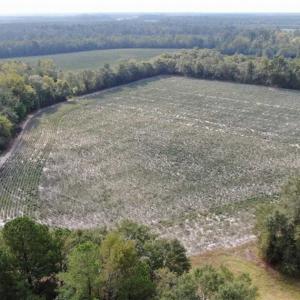 Photo of SOLD!!  112 Acres of Hunting Land For Sale in Cumberland County NC!