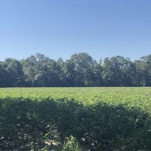 Photo of SOLD!!  112 Acres of Hunting Land For Sale in Cumberland County NC!