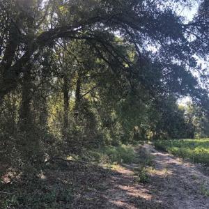 Photo of SOLD!!  112 Acres of Hunting Land For Sale in Cumberland County NC!