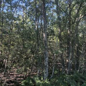 Photo of SOLD!!  112 Acres of Hunting Land For Sale in Cumberland County NC!