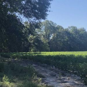 Photo of SOLD!!  112 Acres of Hunting Land For Sale in Cumberland County NC!