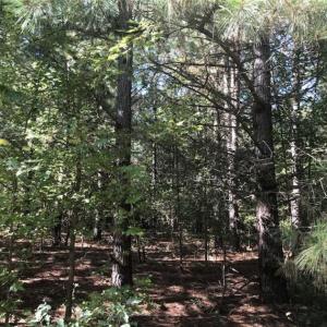Photo of SOLD!!  112 Acres of Hunting Land For Sale in Cumberland County NC!