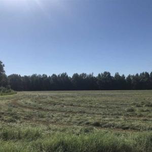 Photo of SOLD!!  112 Acres of Hunting Land For Sale in Cumberland County NC!