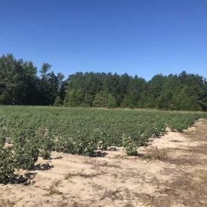 Photo of SOLD!!  112 Acres of Hunting Land For Sale in Cumberland County NC!