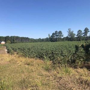 Photo of SOLD!!  5 Acres of Agricultural Land For Sale in Cumberland County NC!