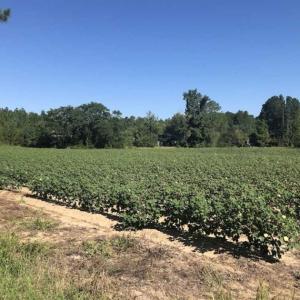 Photo of SOLD!!  5 Acres of Agricultural Land For Sale in Cumberland County NC!