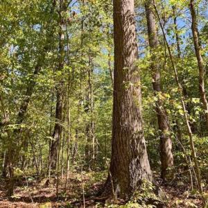 Photo of SOLD!  105 Acres of Timber and Farm Land with Pond For Sale in Caswell County NC!