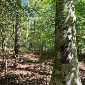 Photo of SOLD!  105 Acres of Timber and Farm Land with Pond For Sale in Caswell County NC!