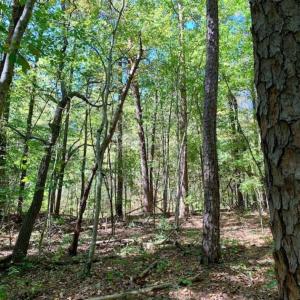 Photo of SOLD!  105 Acres of Timber and Farm Land with Pond For Sale in Caswell County NC!