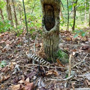 Photo of SOLD!  105 Acres of Timber and Farm Land with Pond For Sale in Caswell County NC!