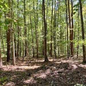 Photo of SOLD!  105 Acres of Timber and Farm Land with Pond For Sale in Caswell County NC!