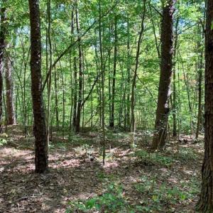 Photo of SOLD!  105 Acres of Timber and Farm Land with Pond For Sale in Caswell County NC!