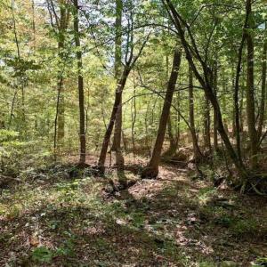 Photo of SOLD!  105 Acres of Timber and Farm Land with Pond For Sale in Caswell County NC!