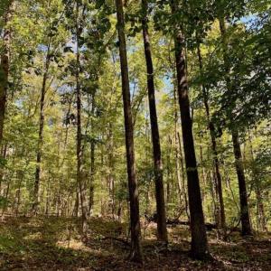 Photo of SOLD!  105 Acres of Timber and Farm Land with Pond For Sale in Caswell County NC!