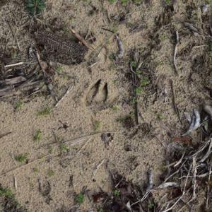 Photo of SOLD!  70 Acres of Hunting Land for Sale in Southampton County, VA
